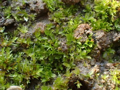 Chenia leptophylla