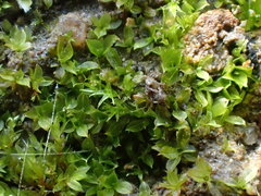 Chenia leptophylla