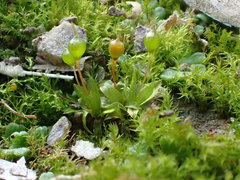 Physcomitrium eurystomum