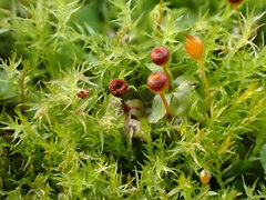 Physcomitrium sphaericum