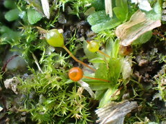 Physcomitrium sphaericum