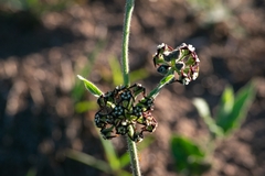Oxypetalum arnottianum
