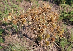 Eryngium campestre