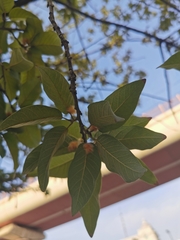 Quercus polymorpha