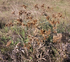 Eryngium campestre