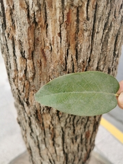 Quercus polymorpha