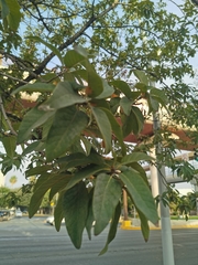 Quercus polymorpha