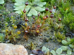 Physcomitrium eurystomum