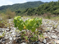 Hibiscus makinoi