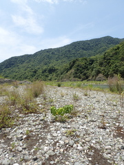 Hibiscus makinoi