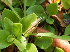 Catantops melanostictus