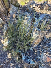 Ephedra chilensis