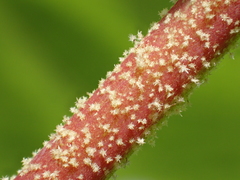 Hibiscus makinoi