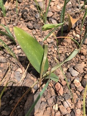Fritillaria recurva
