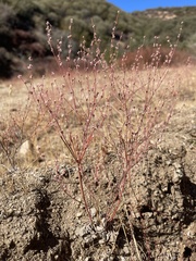 Eriogonum elegans