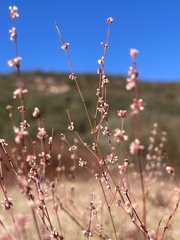 Eriogonum elegans