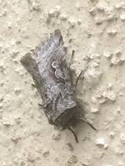 Stretchia plusiaeformis