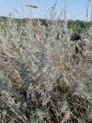 Artemisia