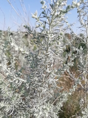 Artemisia