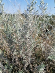 Artemisia