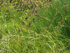 Cladium mariscus mariscus