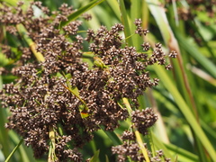 Cladium mariscus mariscus