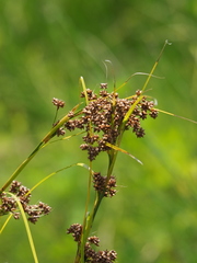 Cladium mariscus mariscus