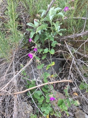 Mirabilis laevis