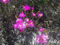 Lampranthus stenopetalus