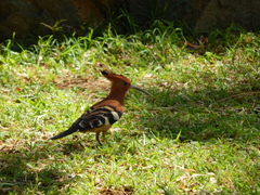 Upupa epops africana