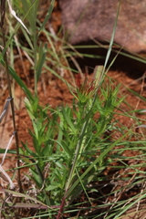 Acalypha glandulifolia
