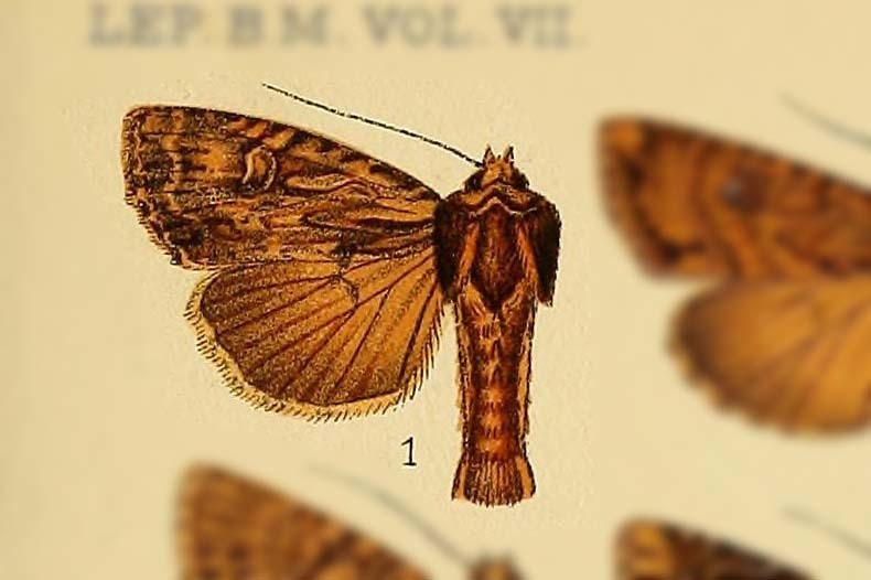 Apamea perstriata