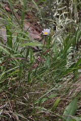 Afroaster serrulatus