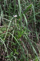 Afroaster serrulatus