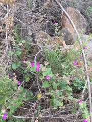 Mirabilis laevis
