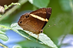 Abisara fylla