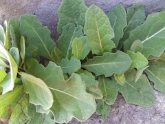 Jaborosa runcinata
