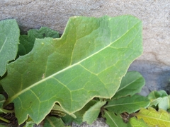 Jaborosa runcinata