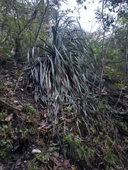 Dasylirion berlandieri