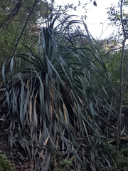 Dasylirion berlandieri