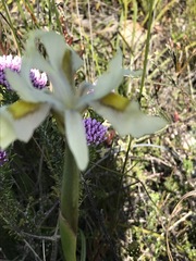 Moraea angusta