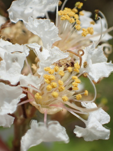 Lagerstroemia subcostata (Lagerstroemia subcostata)