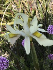 Moraea angusta