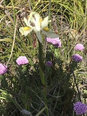 Moraea angusta