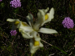 Moraea angusta