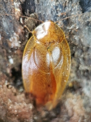 Pseudophoraspis nebulosa