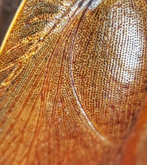 Pseudophoraspis nebulosa