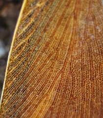 Pseudophoraspis nebulosa