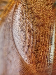 Pseudophoraspis nebulosa