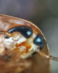 Pseudophoraspis nebulosa